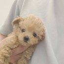 댕댕프렌즈 이미지