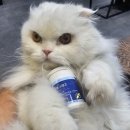 네이트리팜 - 춘천시 | 고양이 영양제 추천 관절 다리떨림 네이트리팜 인펫스텝고 노령묘 급여 후기
