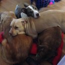 둥글개 둥글개 이미지