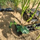 서수원농자재마트 이미지