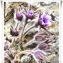 지구의 자전 | 핵심 요점.약속을 어기면 믿음이 약해진다.포토,지구의 자전이 멈추면?~.콜리플라워,축복받은 '식재료'.