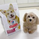 힐스펫뉴트리션코리아(유) | 강아지 사료 추천 힐스 어덜트 스몰바이트 애견사료 후기