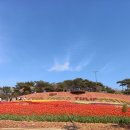 태안 튤립 꽃 박람회입니다 이미지