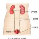 소변검사 염증 이상 원인부터 수치 낮추는 방안까지 이미지