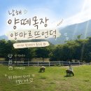 언덕위힐링목장 | 남해 아이와 가볼만한곳｜양떼목장 양마르뜨언덕 먹이주기 체험 후기