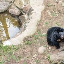 지리산 반달곰＜진실과 오해＞ 20년간 사람을 물지 않는 이유 ? 이미지