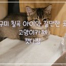 미즈멍 강아지분양 구미점 | 구미 칠곡 아이와 갈만한 곳 고양이카페 석적 캣다방