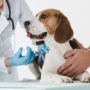 청담아이윌동물병원 이미지