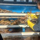 당일치기 강릉(삼척) 여행 2탄(동남호대게/대게맛집/대게포장/대게시세)