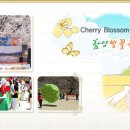 함양 벚꽃축제(4월) / 함양여행 / 함양관광 / 경남 이미지