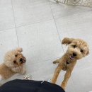 펫글타운 이미지