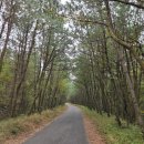 한라산둘레길 천아숲길 | [ 제주 단풍 명소 한라산 둘레길 천아숲길 ] - 천아계곡 단풍