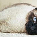 소로동물병원 이미지