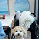 너도대게나도대게 | [속초] 속초 대게 맛집 '너도 대게 나도 대게' 후기