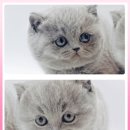 광주고양이분양 제나캣 광주점 이미지