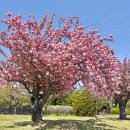 유엔조각공원 | 부산 꽃구경 추천 유엔공원 겹벚꽃 명소 실시간 개화 주차 정보