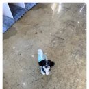 다산 애견훈련소 이미지