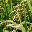 백미 | 🥇 유기농쌀 추천🔥 산청 유기농 쌀 10kg 백미 후기 (건강한 밥맛 끝판왕)