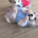 동물농장 이미지