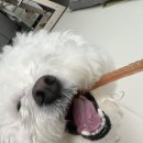 요셉동물병원 | 환장하는 강아지 무첨가 건강 간식 "헤세드요셉 올바른 육포 크리스탈" 리얼 후기