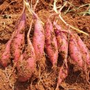 초은농장 이미지