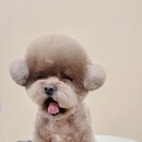 그루미재이 이미지