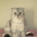 토토블리