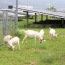 정도태양광발전소 이미지