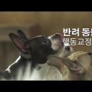 (농림축산식품부, 대국민 홍보영상) - 한국반려동물관리협회, 신직업 반려동물행동교정사 소개 이미지