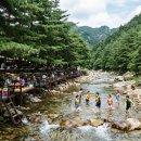 일사대 | [2026 여름휴가 계곡추천] 발 담그고 고기까지! 전국 평상 계곡 &amp; 대형 글램핑장 5곳 총정리 (취사...
