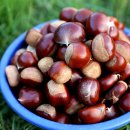 달밭농장 | 공주효성농원 무훈증 유기농 공주밤을 소개합니다.