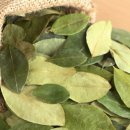 코카coca 이미지