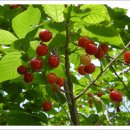 이화농원 이미지