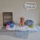 명지 애견카페 놀이방에서 미용실 호텔까지 토탈케어가능한 &#39;댕댕이입니다&#39; 내돈내산 방문 후기