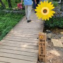 마을기업태양마을 | 여름 태백 가볼만한곳 백만송이 해바라기축제 일정 장소 주차