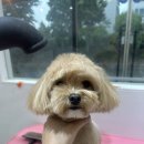 애견전문 미용 샵 이미지