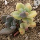 니크 카카오 검색결과