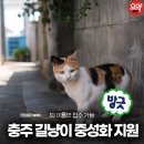 괴산동물병원 | 충주요약 | 2026 충주 길고양이 중성화 지원사업 신청 기간 방법 선착순 총정리