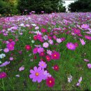 고래치과의원 이미지