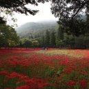 서산동 시화골목 이미지