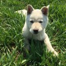 초정목장 이미지