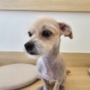 마미펫살롱 이미지