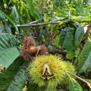 서전 | 용인 밤줍기 체험 서전농원 방문후기