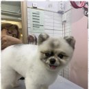 메리몰펫샵 이미지