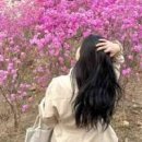 2026 진달래 개화시기 진달래 꽃말 진달래 철쭉 차이 한눈에 정리 이미지
