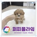 하남애견훈련소 | 미사강아지분양 말티푸 건강을 최우선으로 생각하는 곳