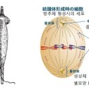 방추 이미지