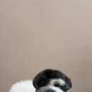 뚜뚜멍멍 이미지