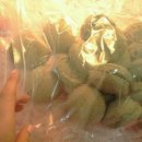 황제쑥뜸기 이미지