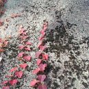 담쟁이농장 이미지